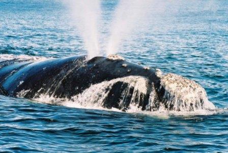 Cape Town - South Africa - Tours - Whales Hermanus